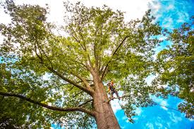 How Our Tree Care Process Works  in  Brewster Hill, NY
